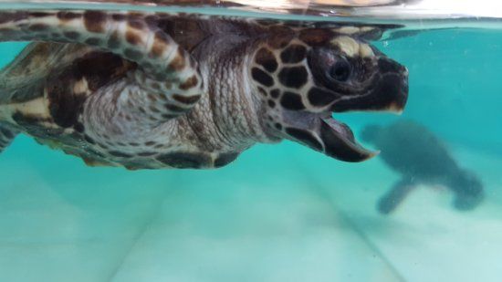 Gili Trawangan Turtle Hatchery
